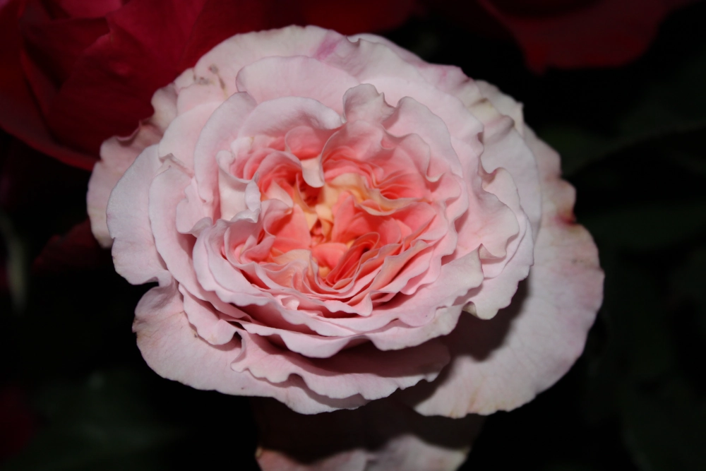 Edelrose 'Augusta Luise®', 30 bis 60 cm Höhe, pfirsichfarben Cover
